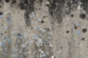 mold in rental offices